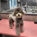 우한수 애견미용실 이미지