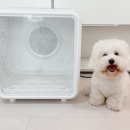 목욕하는고양이 | 고양이 강아지 드라이룸 드라이기, 털말리기 필수 용품