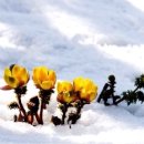 눈속에피는꽃 이미지