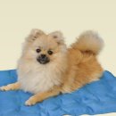 이모네 강아지 이미지