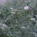 돌동부 Vigna vexillata (L.) A.Rich. var. tsusimensis Matsum. 이미지