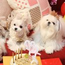 강아지오요요 이미지