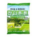 꽃과 식물로 정원가꾸기 | 계절별 실내 정원 가꾸기, 봄부터 겨울까지 필수 식물 소개