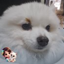 Dr. 주 동물병원 이미지