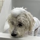 핫도그 애견 이미지