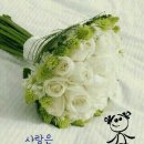 모아칼라