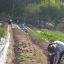 대덕농장 이미지