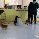 멍멍이다방 이미지