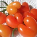 토마루농장 이미지