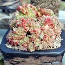 송정하우스 이미지