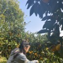 4공단로7길1R-17 | [제주]논오름,가자!!이럇!! | 제주여행DAY6&amp;7 | 공천포식당 | 윈드 1947 카트 | 뀰따기체험 | 더클리프...