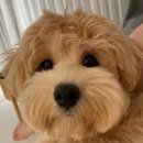 정자현대동물병원 이미지