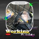 성화세탁 | 뉴질랜드 워홀 첫 카페 교육, 마트 다녀온 후기| 워홀일기 #5