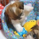 아롱이다롱이 이미지