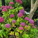 협재리체 이미지