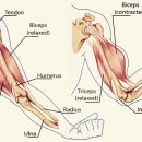 웰리스 휘트니스 이미지
