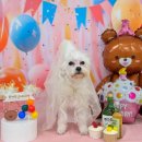 광주애견유치원호텔미용 마마스미독펜트하우스 본점 | 광주강아지호텔 애견유치원 추천 5성급 마마스미독펜트하우스 방문 후기