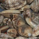 전복총각 이미지