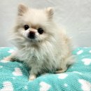 독성1리 하사 이미지