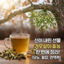 겨우살이 | 겨우살이효능 한 번에 정리하기 먹는법 부작용 당뇨?