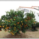 지중해 풀빌라 | 제주 성산 메이플 하우스 독채 펜션 제주 독채펜션 프라이빗 풀빌라 후기