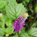 운장산 넘는길 이미지