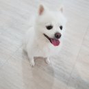 강아지호텔고양이강아지무료분양