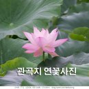 연꽃 이미지