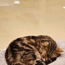 못말리는 고양이 | 분당 고양이카페 서현역 못말리는고양이 딸아이와 힐링 데이트 후기