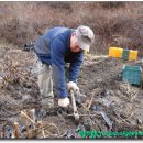 야콘부부농장 이미지