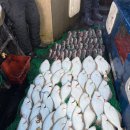 GS25삼길포항점 | 삼길포 넘버원호 광어 다운샷 낚시 후기 (2025 늦가을 첫 광따)