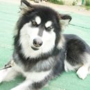 탤런트 독 스쿨 이미지