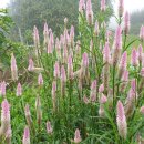 여우꼬리 이미지