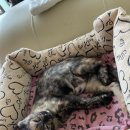 센텀옷수선 이미지