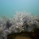 전 세계 산호 3분의 2, ‘하얗게’ 질렸다…뜨거운 ‘목욕물 바다’ 직격탄 이미지