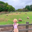 알프스애견 이미지