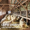 영하목장 | 12월 초 겨울 대관령 양떼목장 방문 후기 (하늘목장 vs 양떼목장 비교)