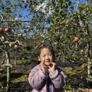 10월 ＜가을 열매를 만나러 가요-사과수확체험학습1＞ 이미지