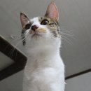 유가농장 | 🥛 셰퍼드보이팜즈 - 고트 밀크, 동결 건조 간식 솔직 후기 🥛