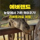 기린 하우스 | 에버랜드리버트레일 예약 후기 사자를 눈앞에서 보고 기린 속눈썹까지 보이는 에버랜드 로스트밸리