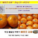 백화점용 불로초감귤 3kg(31∼49과내) 특가 판매합니다. 이미지