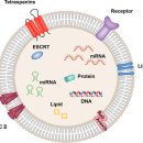 Senolytic drugs: from discovery to translation 이미지