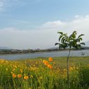 바실라 | 경주카페바실라 후기(샤스테이지/금계국/한옥카페)