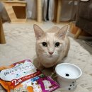 안녕, 펫 | 2025 interpets 도쿄 펫 박람회 - 고양이 장난감, 간식 쇼핑 후기