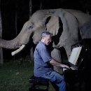 코끼리에게 피아노 연주 들려주기 이미지