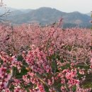 복사꽃향기 이미지