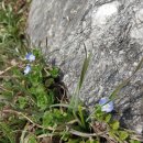 양지-3056 이미지