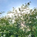 도기냐미 | 안성 카페 발할라커피, 대나무 뷰맛집 감성 공간, 딸기라떼·디카페인 커피 후기