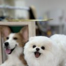 금산로 | 반려동물인형제작ㅣ산본 달문이공방에서 귀염뽀짝 반려견 키링만들기 후기