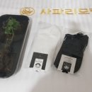 사파리모텔